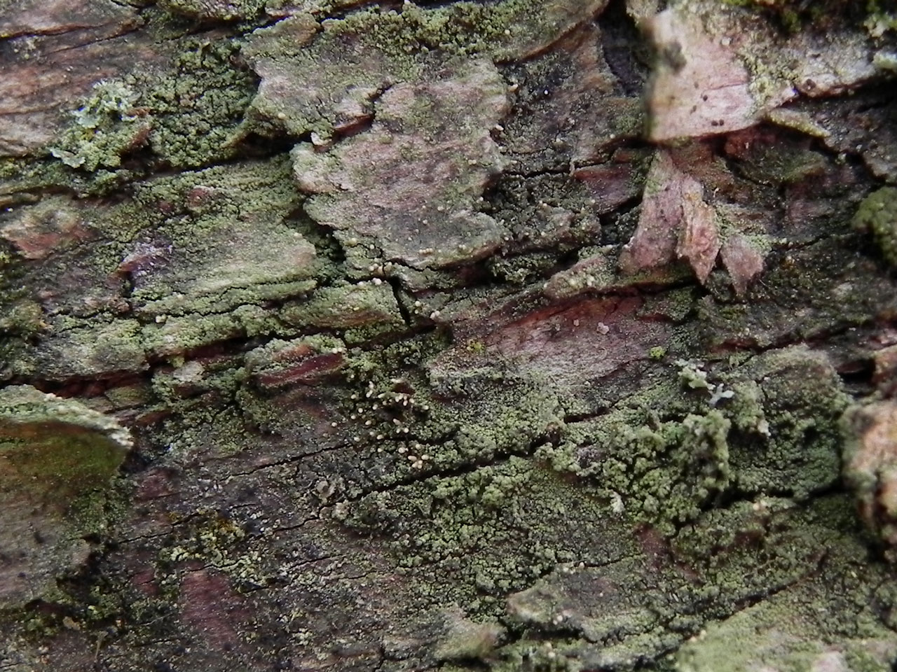Micarea pycnidiophora, Alder, Old Warren Lodge, Sussex