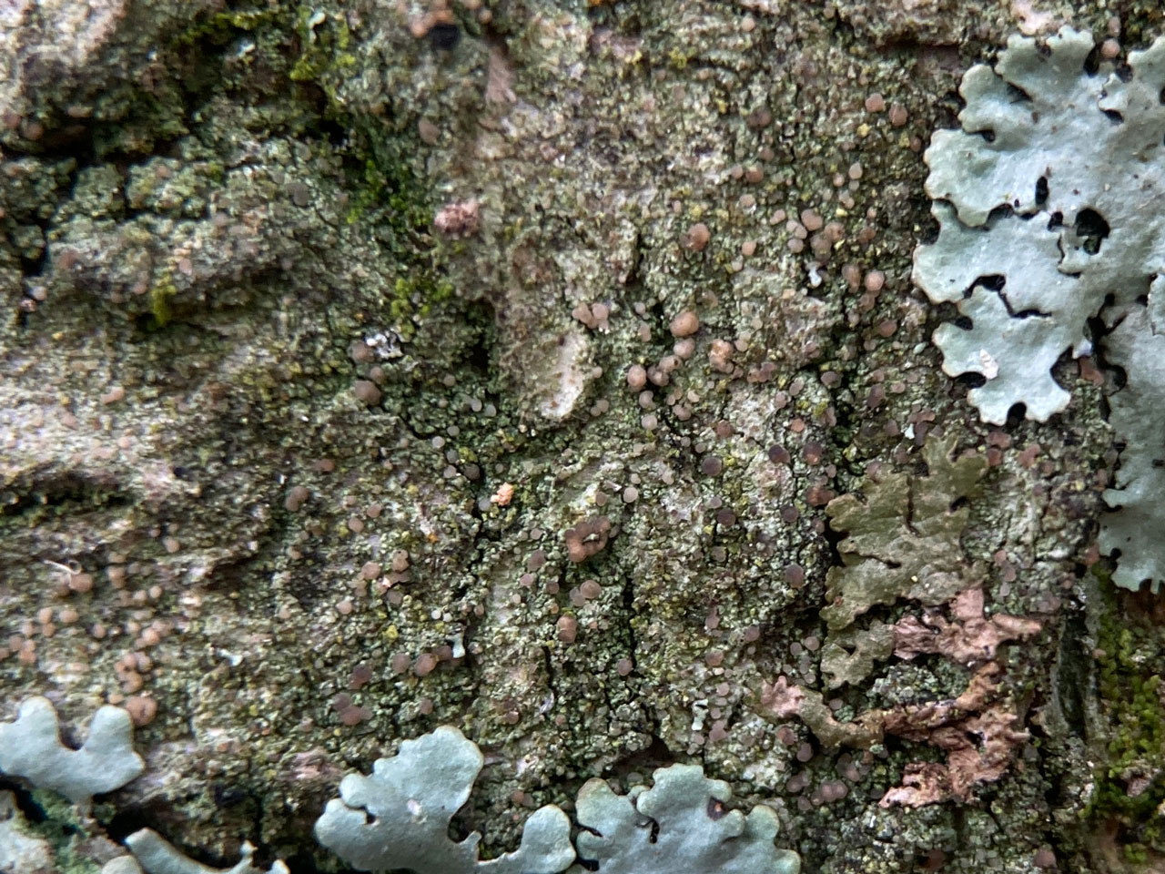 Micarea pycnidiophora, fertile, Holly, Homy Ridge, New Forest