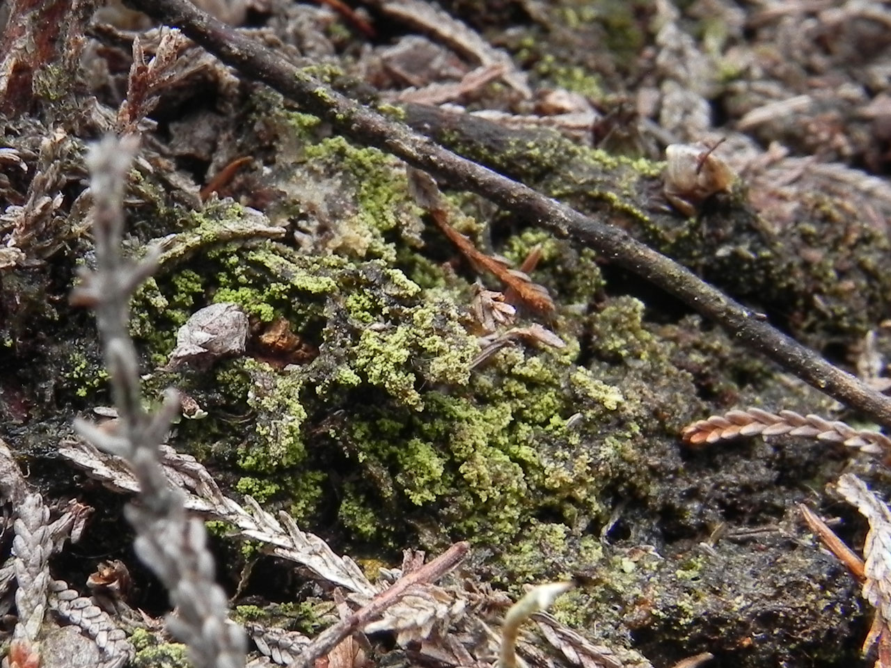 Micarea xanthonica, humus, heathland, Holm Hill, New Forest