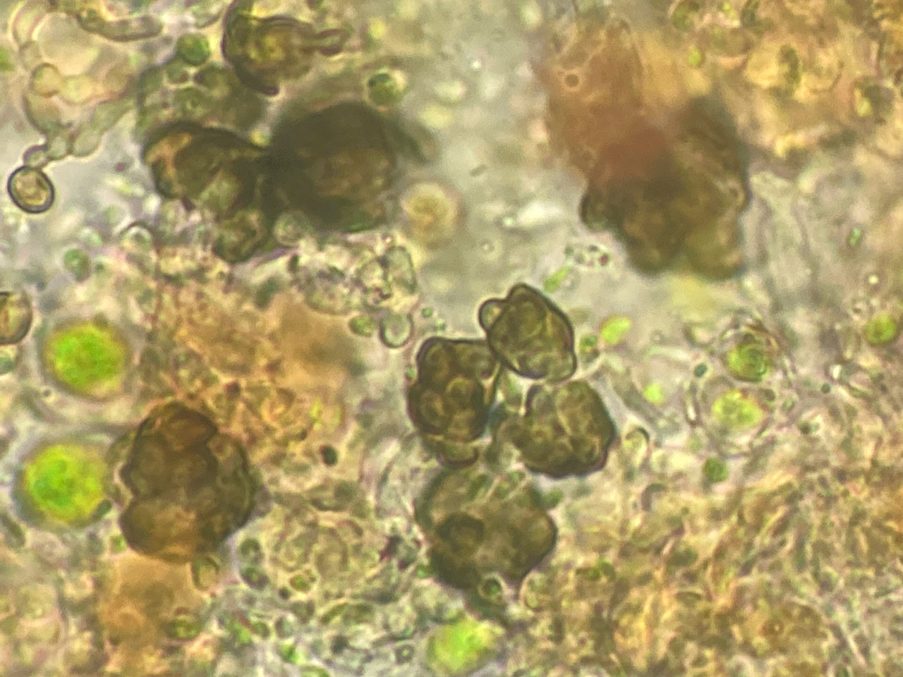 Milospium lacoizquetae, Cladonia polydactyla, Vinney Ridge, New Forest