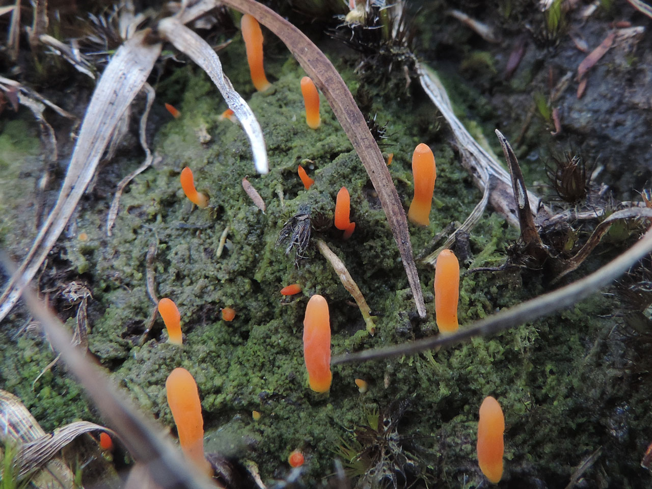 Multiclavula vernalis, humus, wet acid grassland, South of Long Beech Inclosure, New Forest