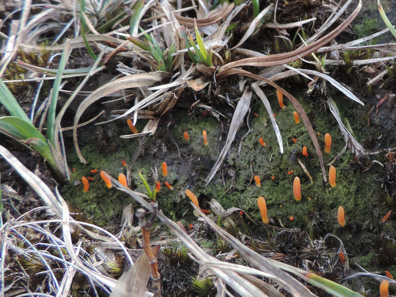 Multiclavula vernalis, humus, wet acid grassland, South of Long Beech Inclosure, New Forest