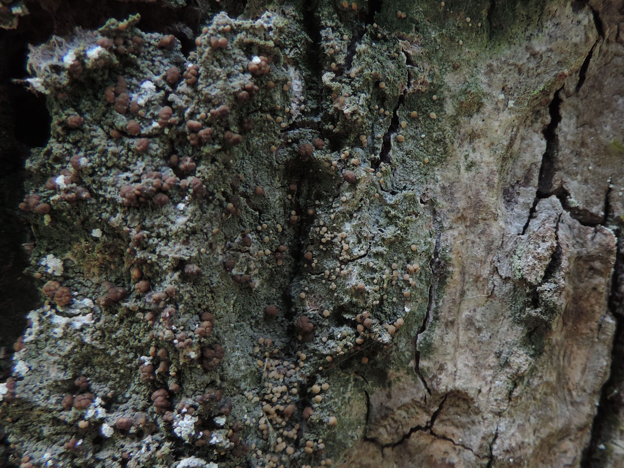 Mycobilimbia sphaeroides, Oak, Parc Hafod-y-Llan, Caernarvonshire