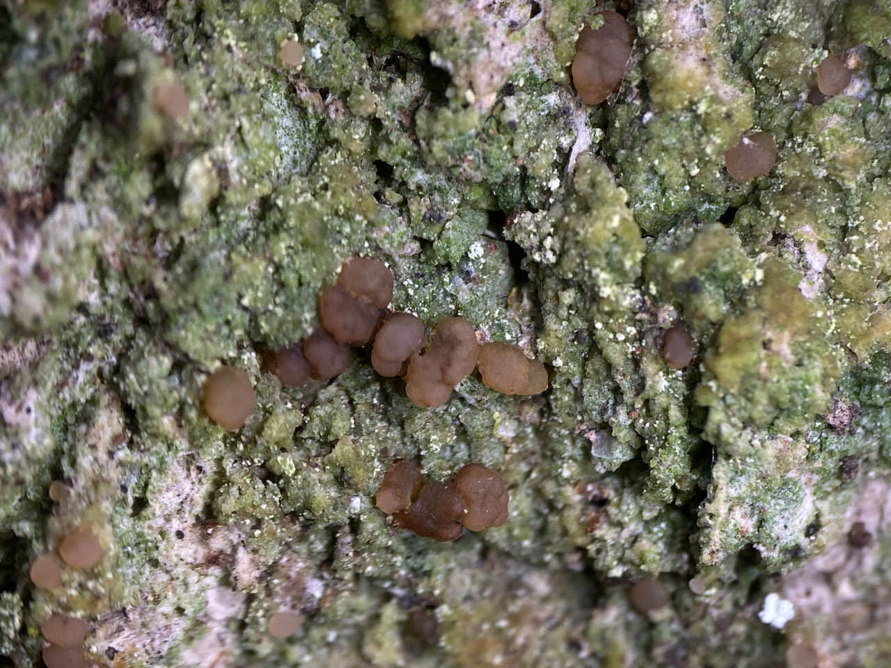 Mycobilimbia sphaeroides, apothecia, Oak, Frame Wood, New Forest
