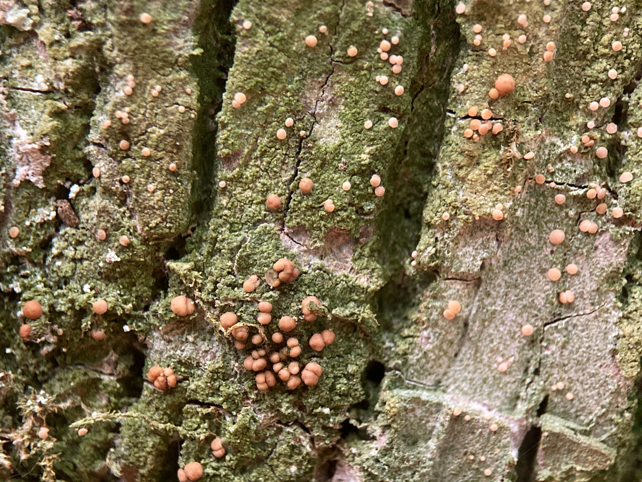 Mycobilimbia sphaeroides, Oak, Bramshaw Wood, New Forest