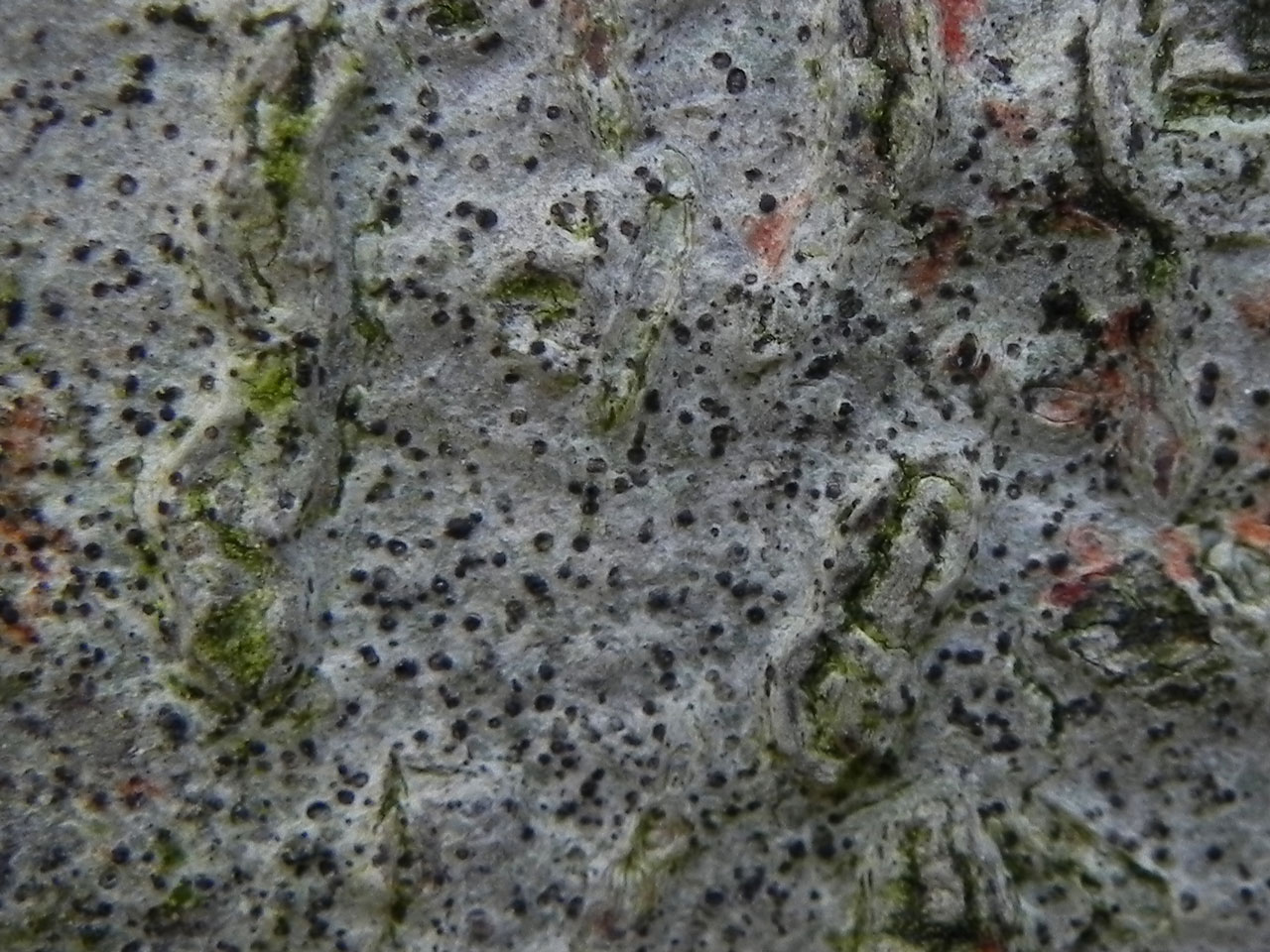 Mycoporum antecellens, Beech, Savernake Forest