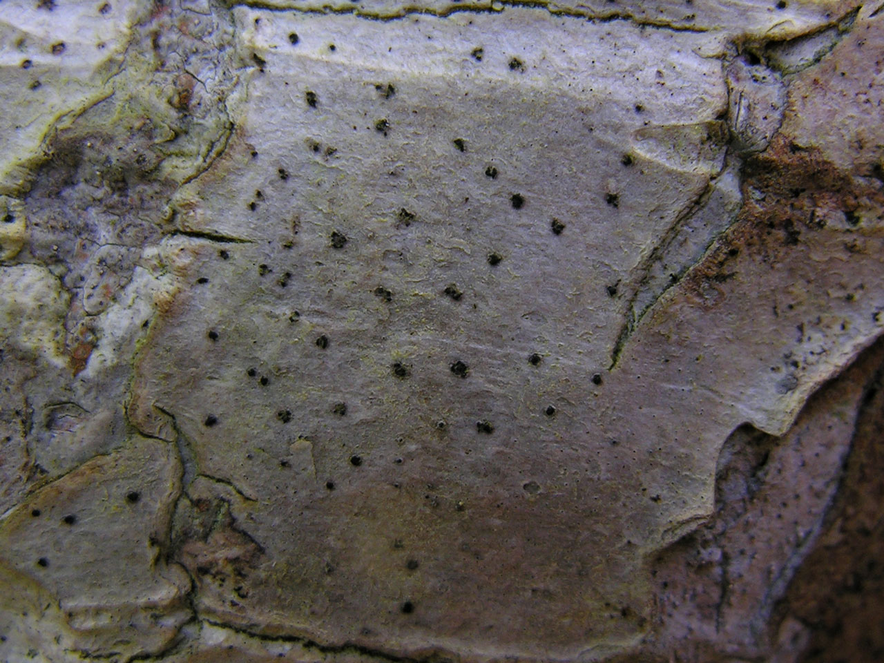 Mycoporum lacteum, Holly, St James's Hill, New Forest