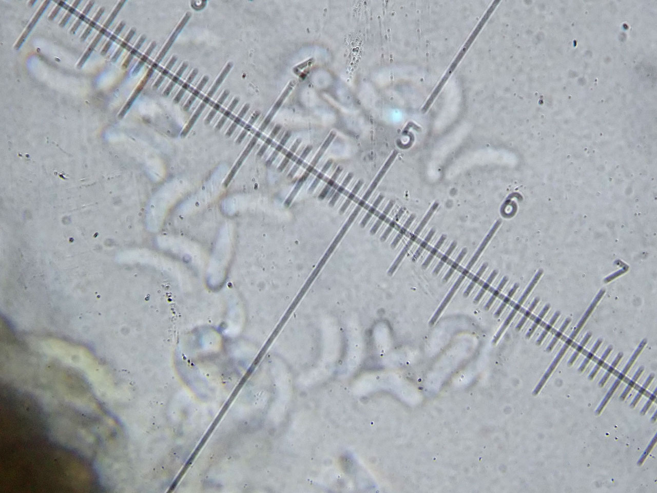 Ocellomma picconianum, conidia, Willow, Severn plain, Gloucestershire
