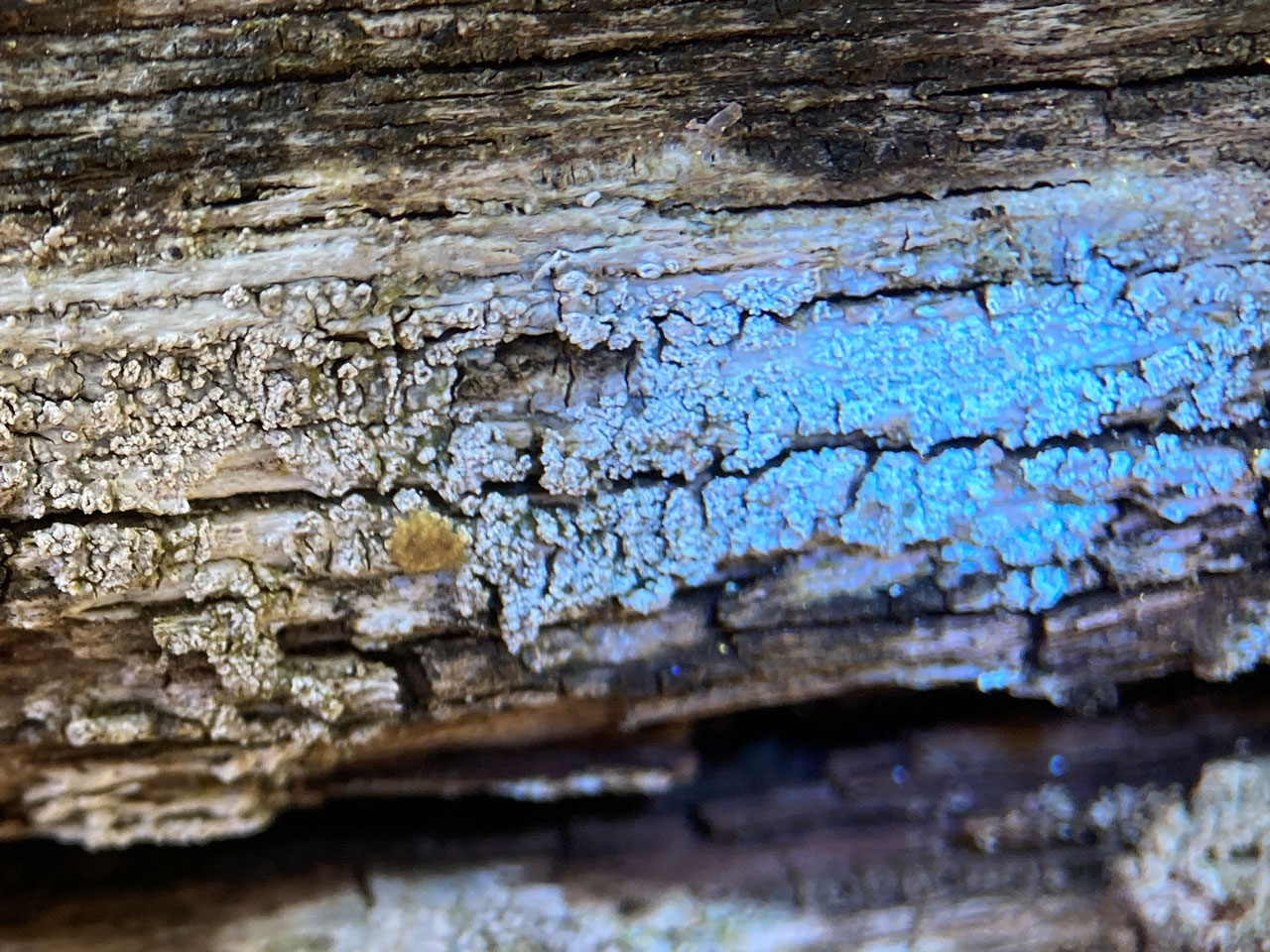 Ochrolechia microstictoides, UV fluorescence, Oak lignum, Yewtree Hill, New Forest
