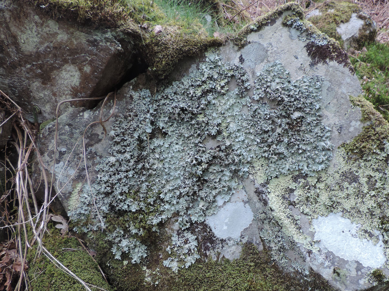 Parmotrema robustum, on small rock outcrop in pasture woodland, Coed Crafnant, Meirionnydd © Neil A Sanderson Parmotrema robustum, rock, Coed Crafnant, Meirionnydd