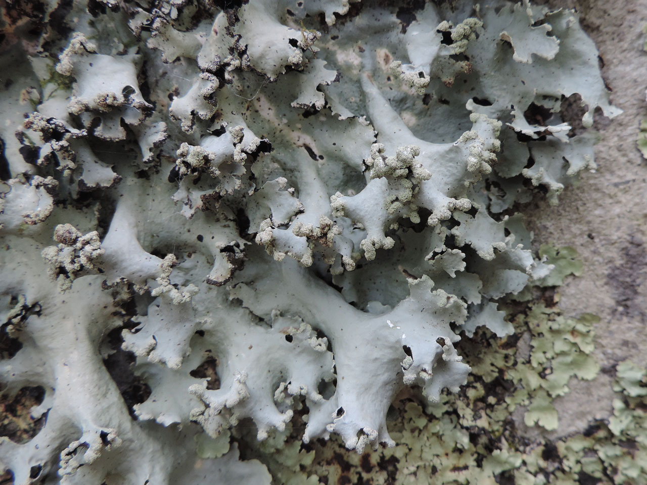 Parmotrema robustum, rock, Coed Crafnant, Meirionnydd