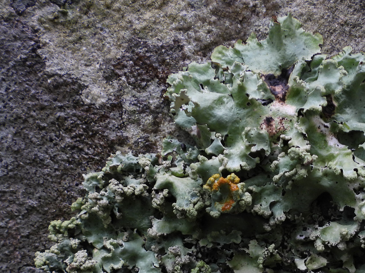 Parmotrema robustum, Pd+ orange-red spot test, on small rock outcrop, Coed Crafnant, Meirionnydd © Neil A Sanderson Parmotrema robustum, Pd+, rock, Coed Crafnant, Meirionnydd