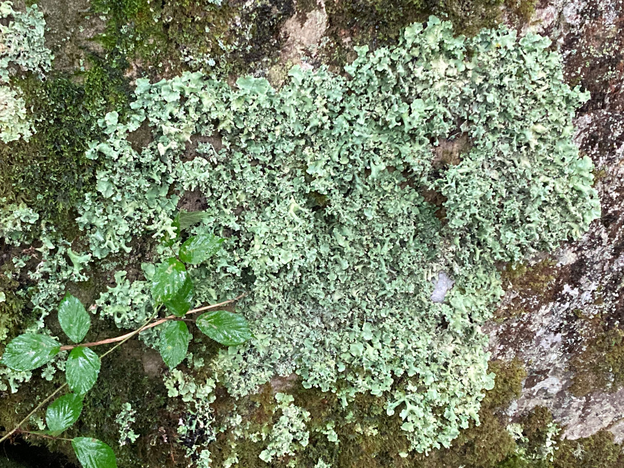 Parmotrema robustum, wet thallus, on small rock outcrop in pasture woodland, Coed Crafnant, Meirionnydd © Neil A Sanderson Parmotrema robustum, rock, Coed Crafnant, Meirionnydd