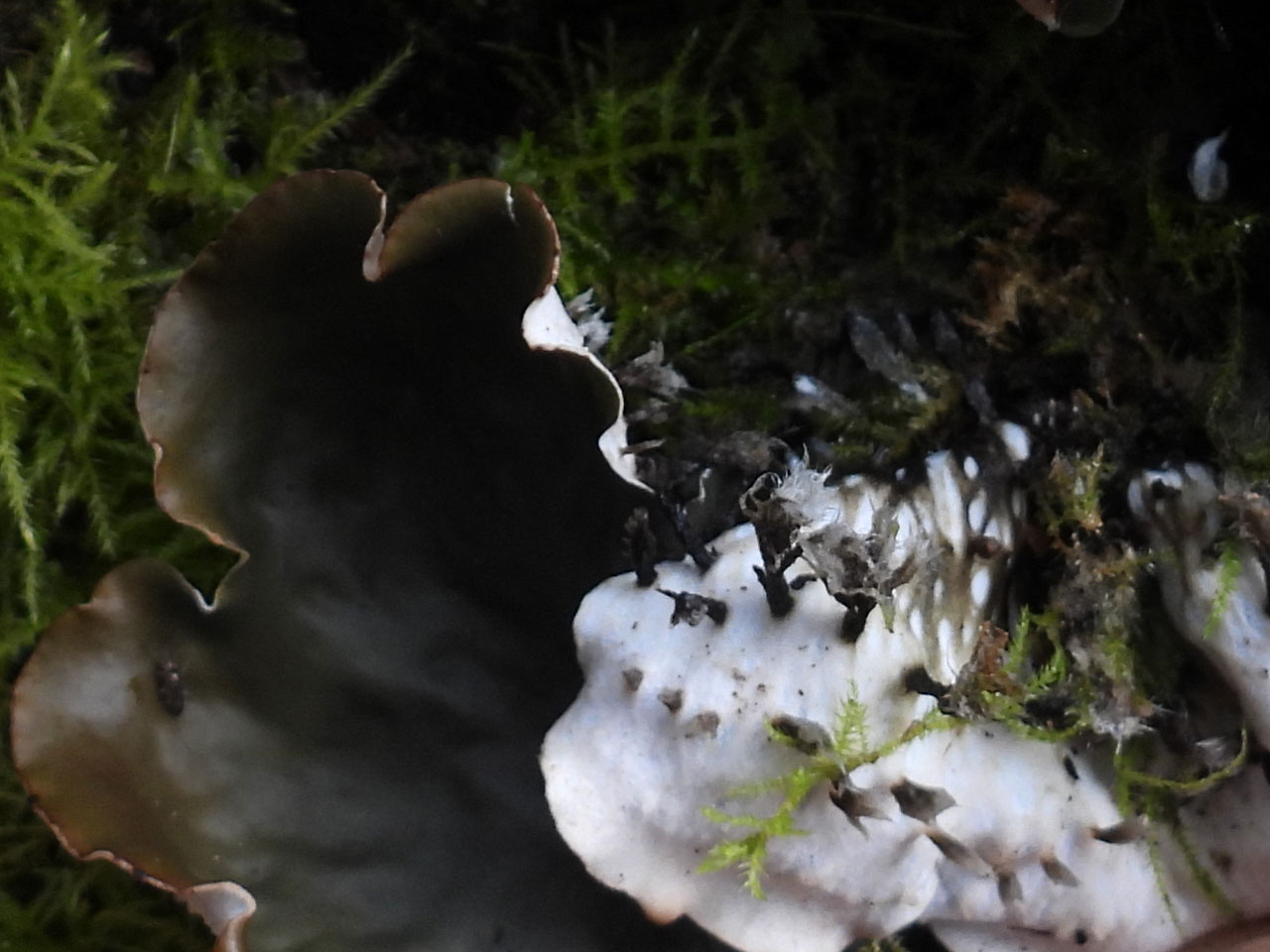 Peltigera horizontalis, underside, fallen Beech, Tantany Wood, New Forest