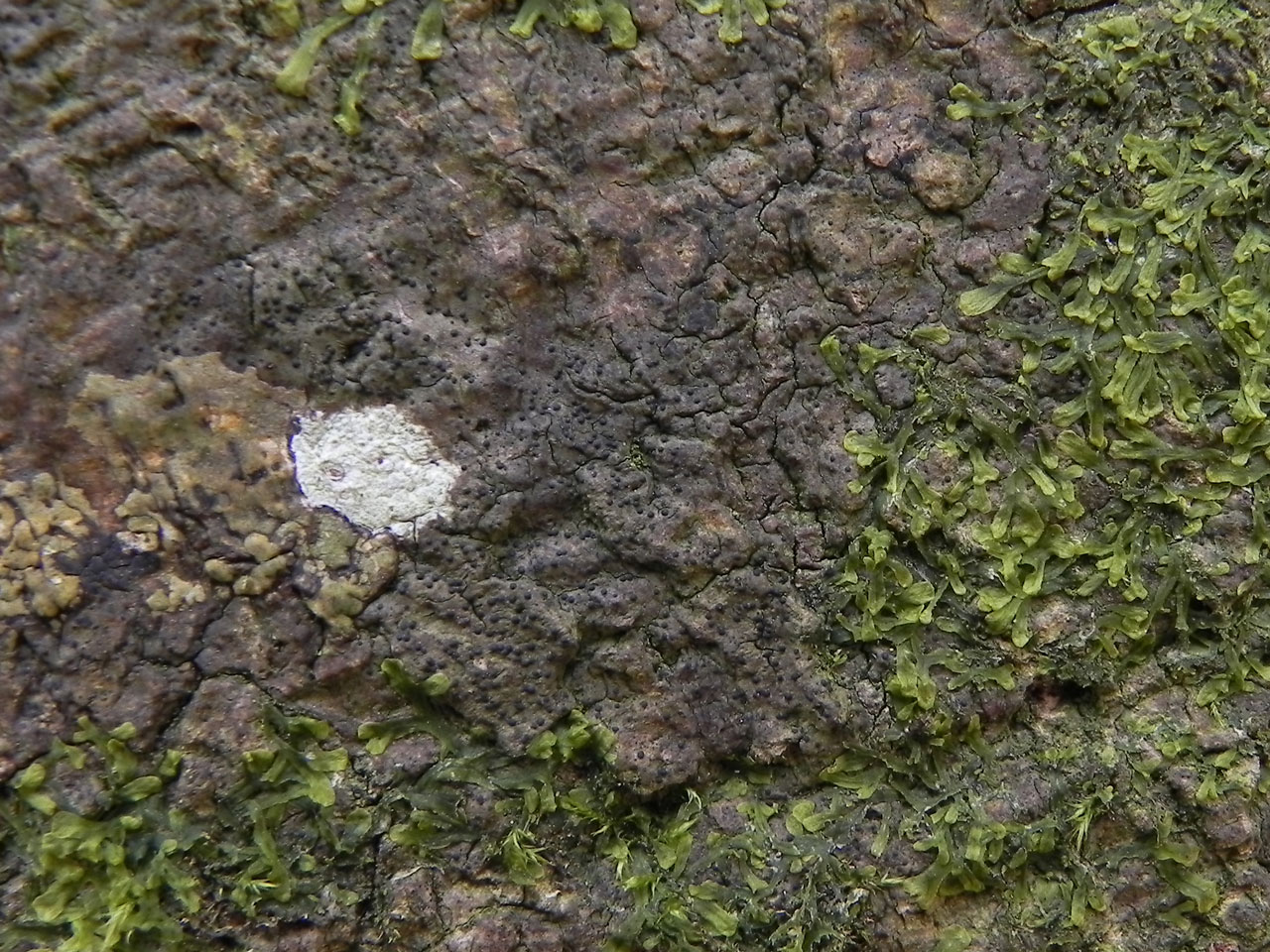 Porina borreri, wound track on Beech, St James's Hill, New Forest