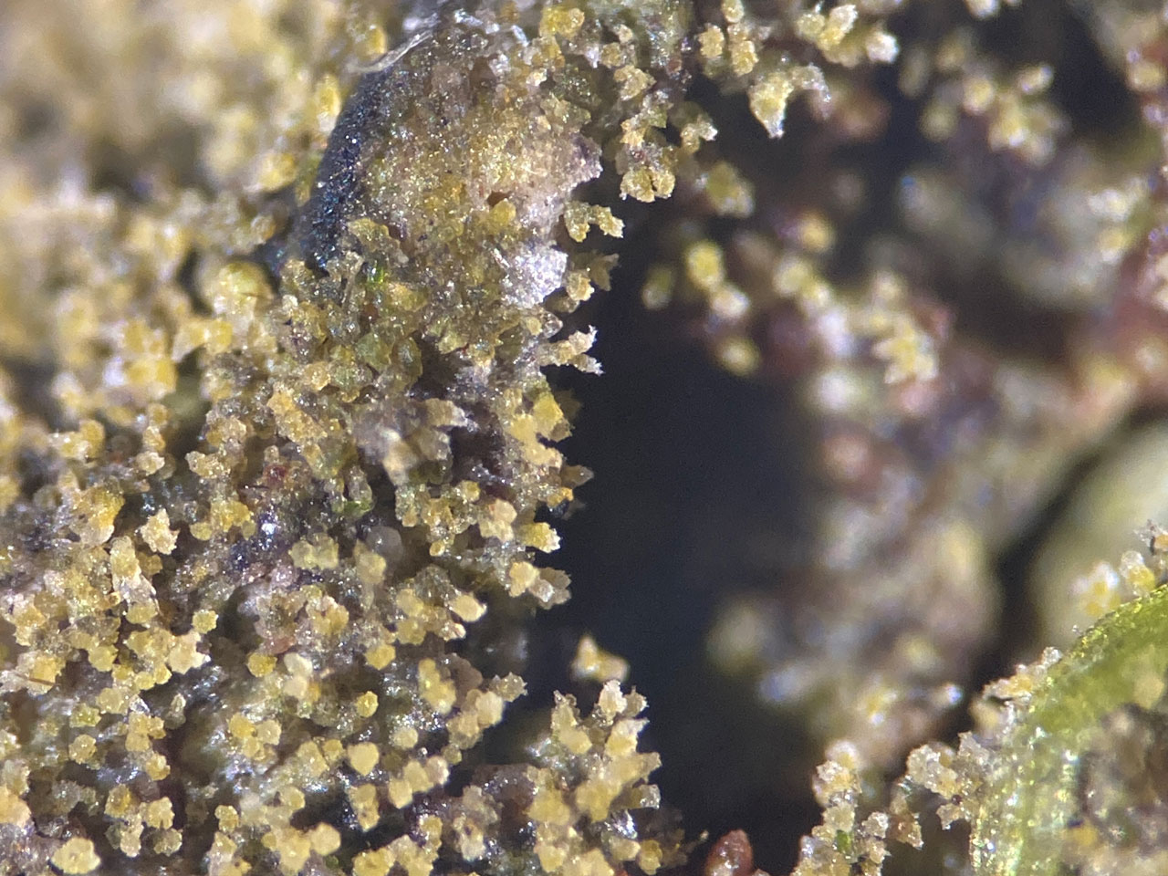 Porina coralloidea, Brockis Hill, New Forest