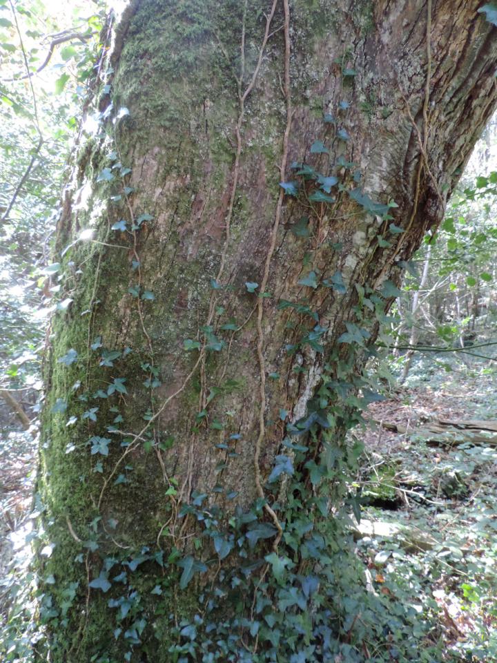 Porina effilata habitat, Porina effilata colony threatened by Ivy, Deer Park, Clovelly, North Devon