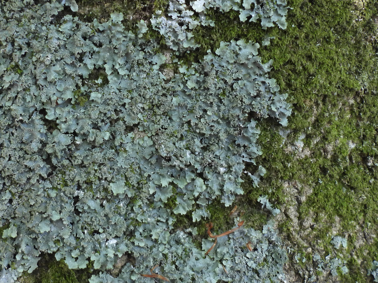 Punctelia reddenda, Beech, King's Hat, Hollands Wood, New Forest