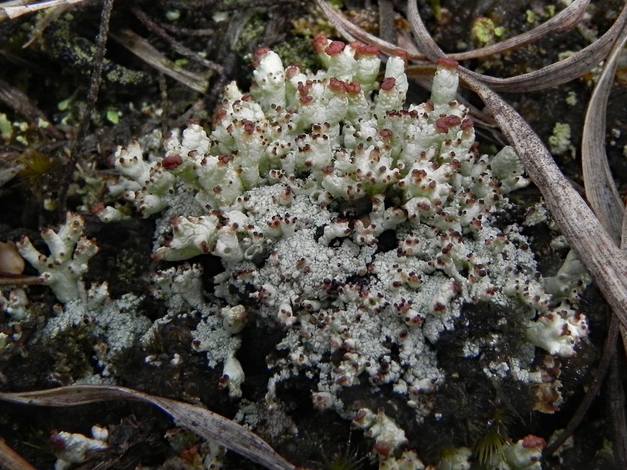 Pycnothelia papillaria, a particularly well developed fertile thallus in a canopy gap in short grazed heath, White Moor, New Forest - © Neil A Sanderson Pycnothelia papillaria, White Moor, New Forest - © Neil A Sanderson