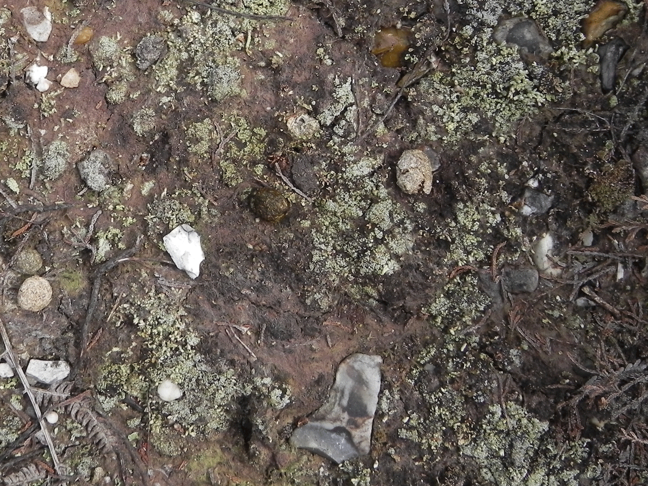 Typical habitat in the New Forest, an abandoned pony path, with Pycnothelia papillaria and Cladonia strepsilis, Holm Hill - © Neil A Sanderson Pycnothelia papillaria, Holm Hill, New Forest - © Neil A Sanderson