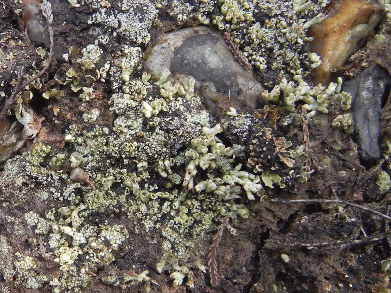Pycnothelia papillaria in an abandoned pony path, with a little Cladonia strepsilis, Holm Hill, New Forest - © Neil A Sanderson Pycnothelia papillary & Cladonia strepsilis, Holm Hill, New Forest - © Neil A Sanderson