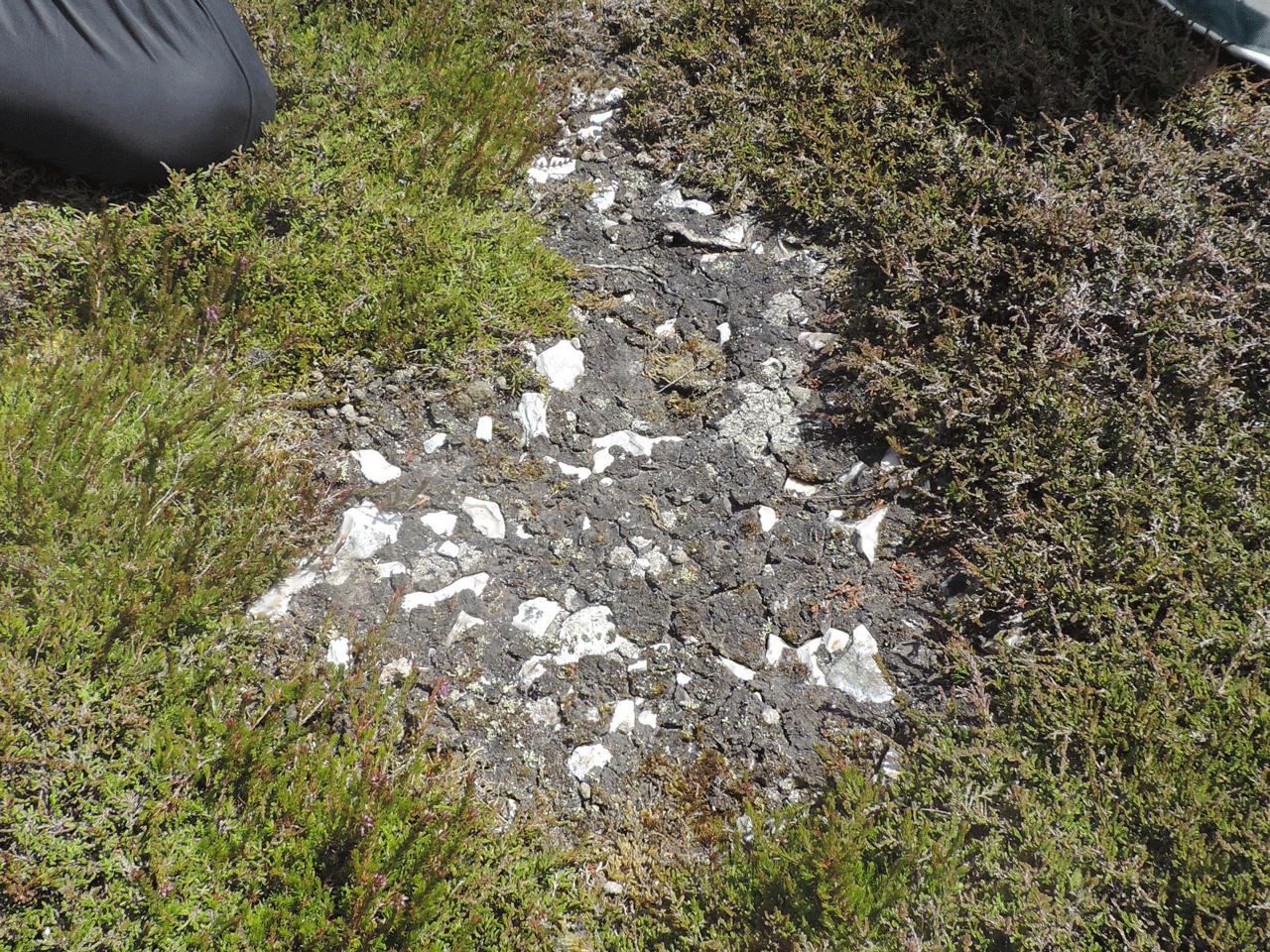 Pycnothelia papillaria habitat in an abandoned human path, in dry heath, Bonchurch Down, IOW, also the entire known Isle of Wight population - © Neil A Sanderson Pycnothelia papillaria habitat, Bonchurch Down, IOW - © Neil A Sanderson