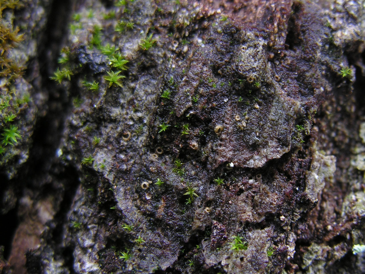 Ramonia chrysophaea, Oak, Outwood, Langley Wood, S. Wiltshire