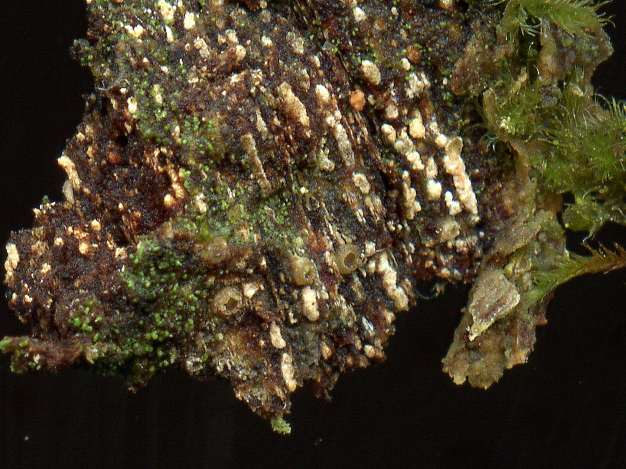 Ramonia chrysophaea, Oak, Park Hill, New Forest