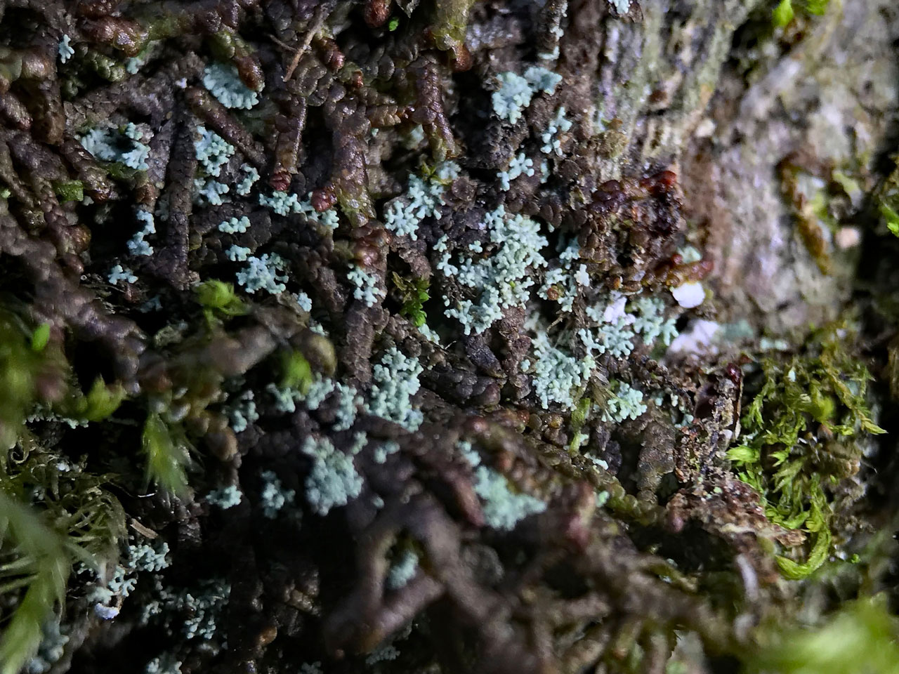 Rinodina isidioides, Frame Wood, New Forest
