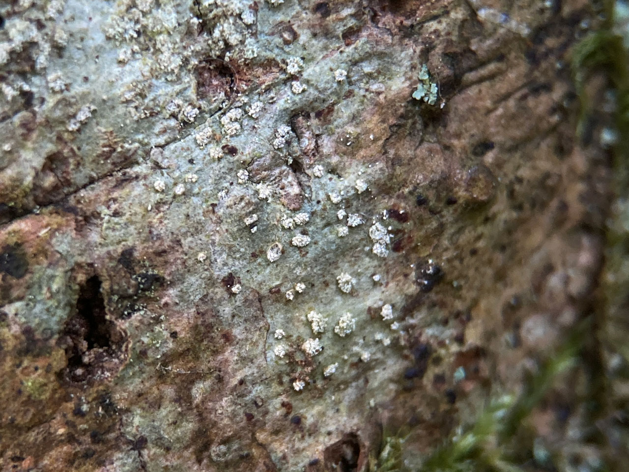 Schizotrema quercicola, Oak, Jainsmoor Plain, New Forest