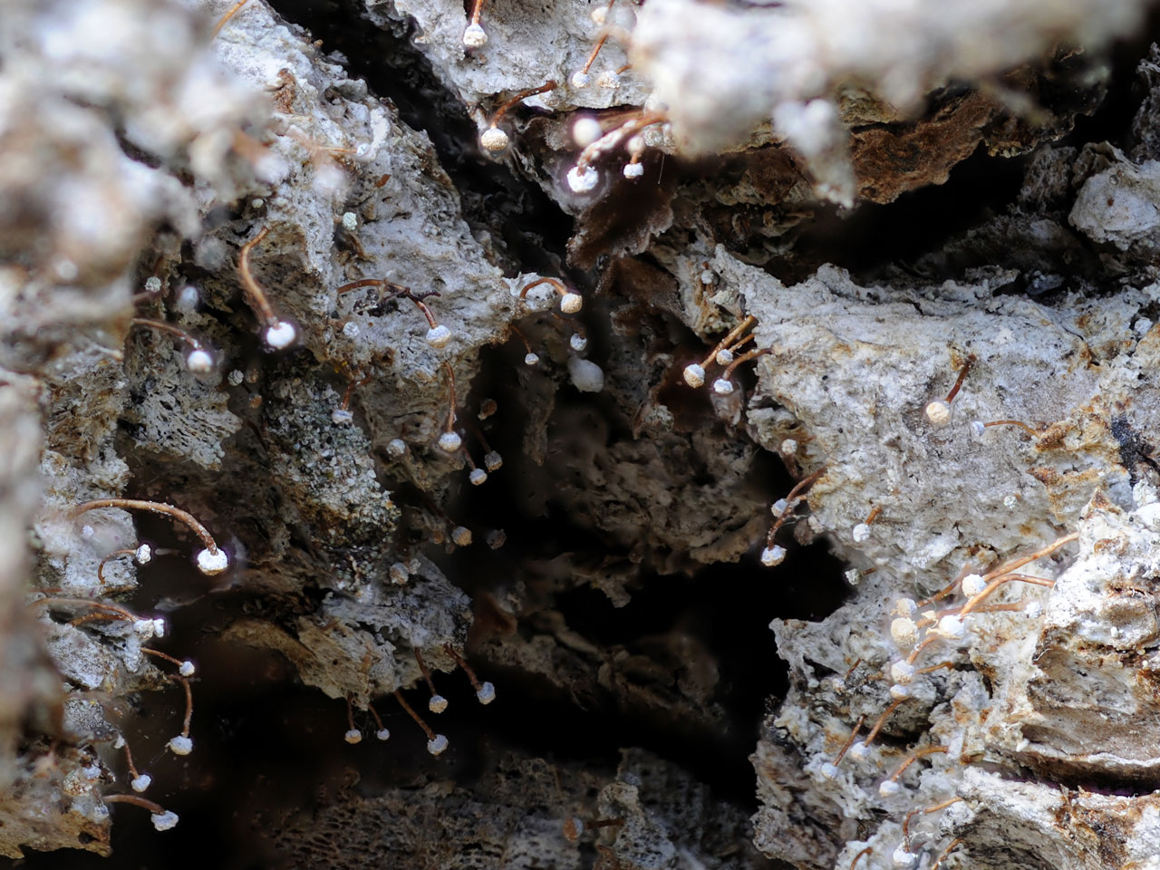 Sclerophora farinacea Norway © E Timdal