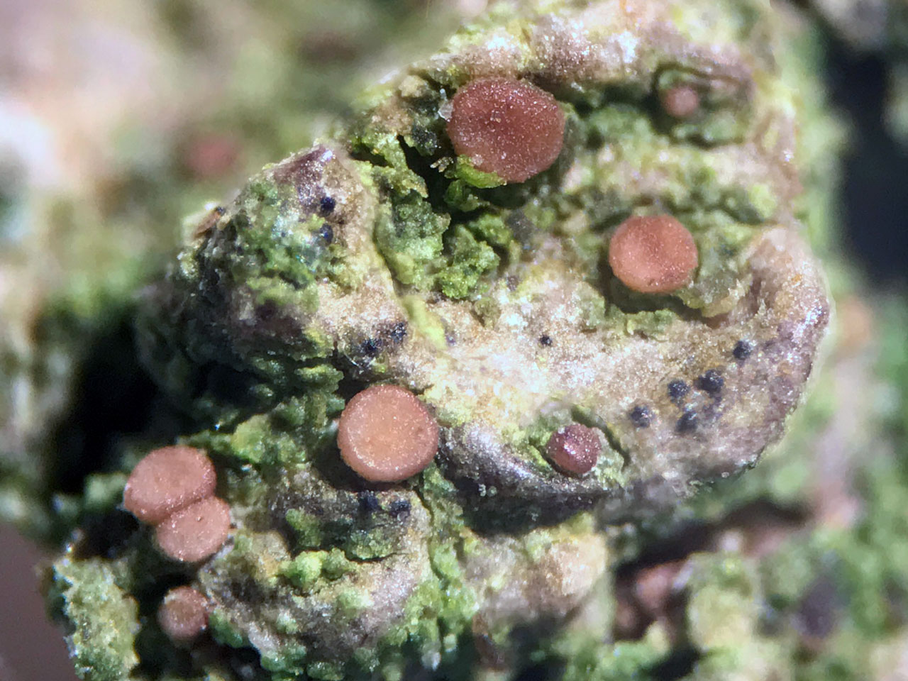 Scutula circumspecta, pigment deficient form, Beech, north of Ironshill Inclosure, New Forest