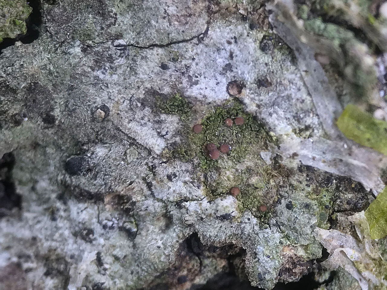 Scutula circumspecta, pigment deficient form, Beech, Busketts Wood, New Forest