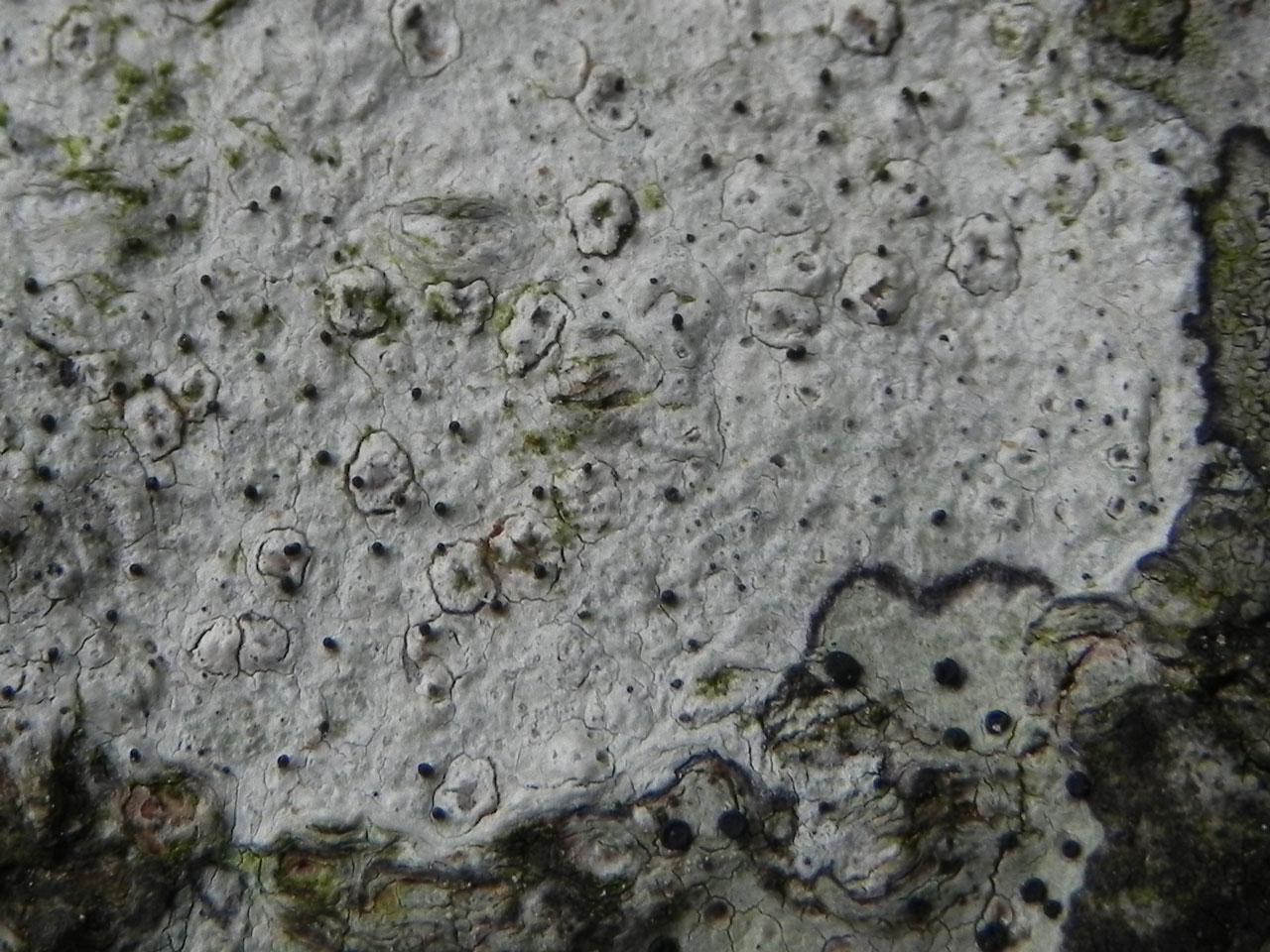 Sphinctrina tubiformis on Pertusaria pustulata, Beech, Buketts Wood, New Forest