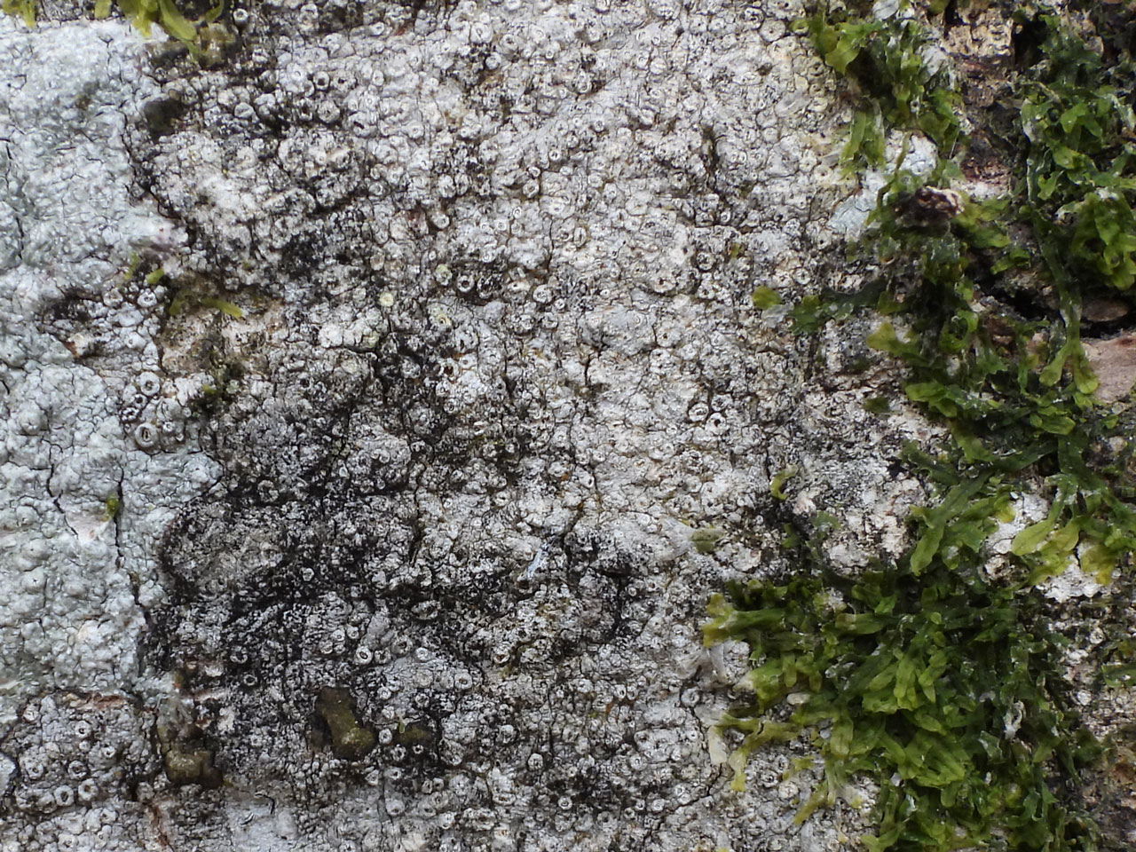 Taeniolella toruloides, Thelotrema lepadinum, Beech,  Bramshaw Wood, New Forest
