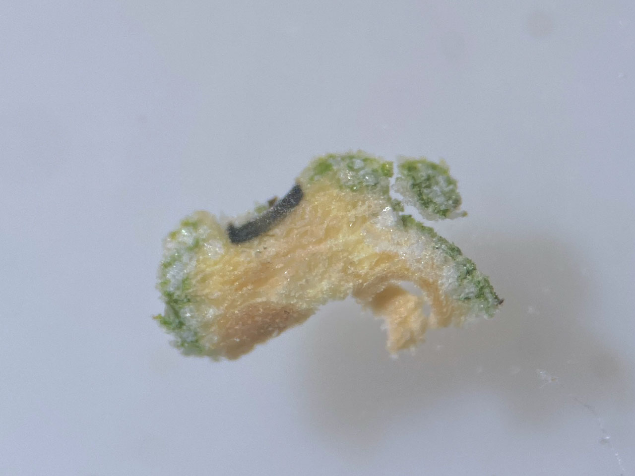 Thelotrema lueckingii, fertile wort cross section, showing fresh citrine yellow medulla, Brook Wood, New Forest