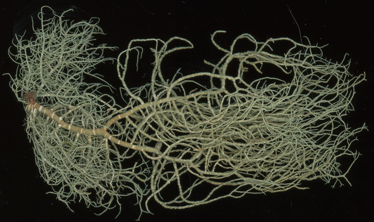 Usnea flammea, collected from an Oak in pasture woodland, Matley Wood, New Forest @ Neil A Sanderson Usnea flammea, Oak, Matley Wood, New Forest