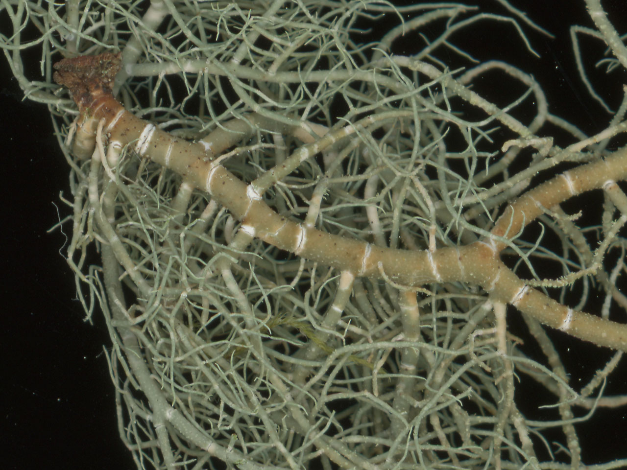 Usnea flammea, base of thallus, collected from an Oak in pasture woodland, Matley Wood, New Forest @ Neil A Sanderson Usnea flammea, base of thallus, Oak, Matley Wood, New Forest