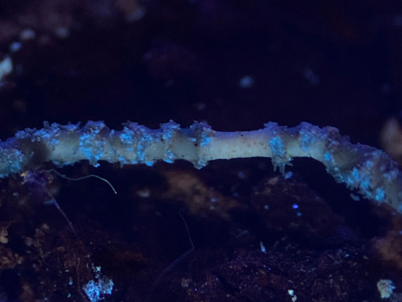 Usnea flammea, UV+ pale blue at base of soralia, collected from an Oak in pasture woodland, Matley Wood, New Forest @ Neil A Sanderson Usnea flammea, UV+ pale blue, Oak, Matley Wood, New Forest
