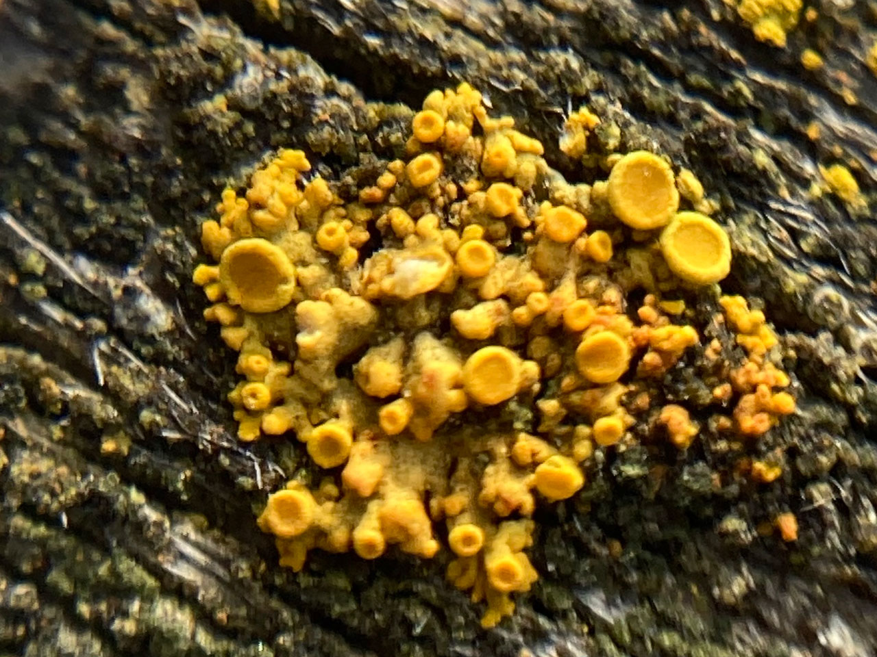 Polycauliona polycarpa, on worked wood, gate Chesterton, Warwickshire © Di Napier Polycauliona polycarpa, gate, Warwickshire