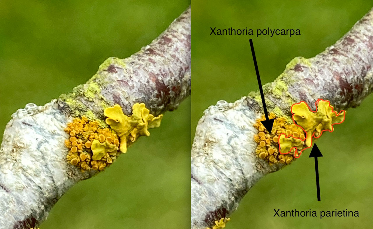 Polycauliona polycarpa & Xanthoria parietina, Cherry bark, churchyard, Tysoe, Warwickshire © Di Napier Polycauliona polycarpa & Xanthoria parietina, churchyard, Warwickshire
