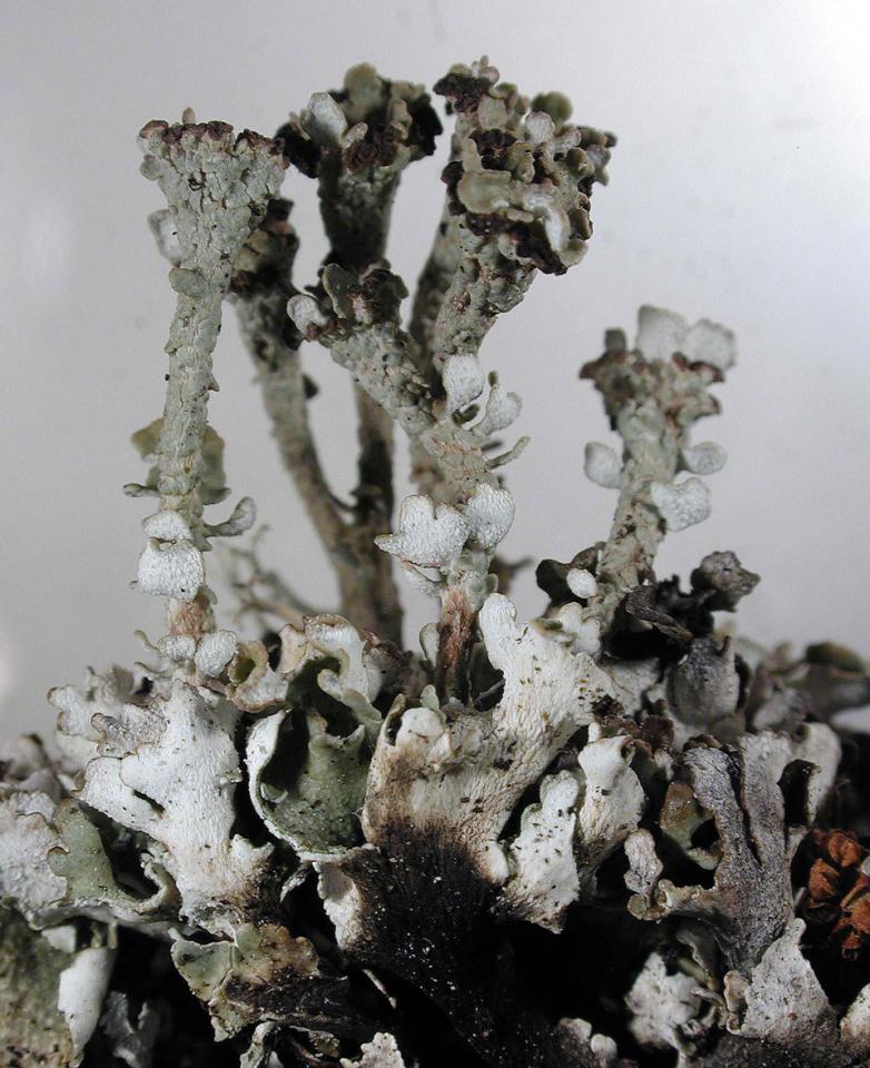 Cladonia pulvinata, Norway, © Einar Timdal, Natural History Museum, University of Oslo, https://nhm2.uio.no/lav/web/index.html Cladonia pulvinata, Norway